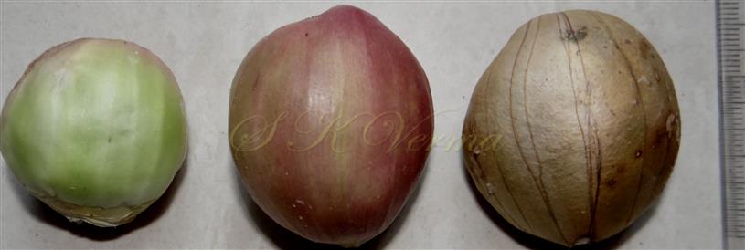  Fruits
